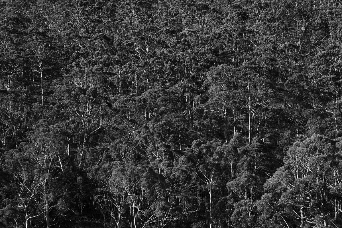 Music Tasmania